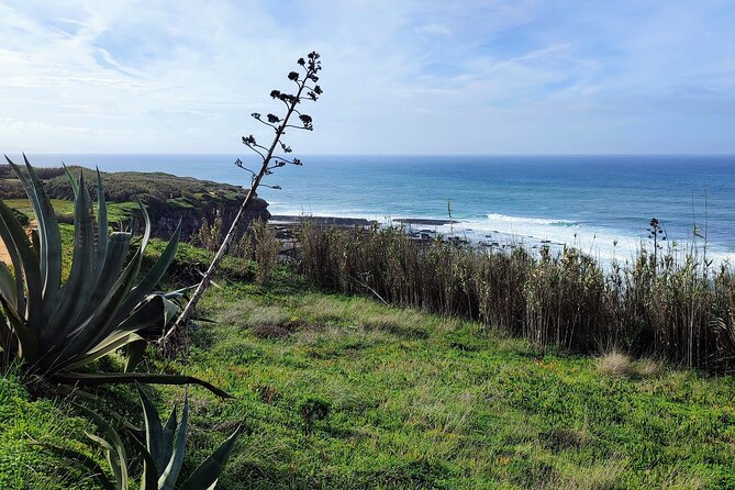 Ericeira Private Tour: 10 Tastings Food Tour - Tasquinha dos Pescadores: a natural medicine toast with convent roots