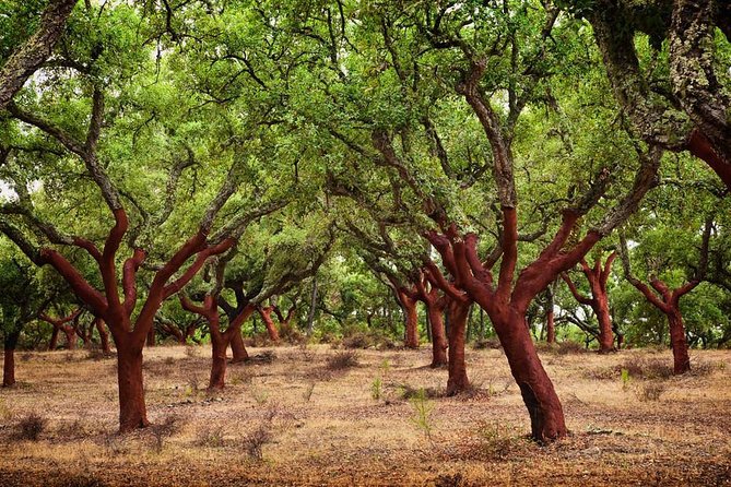 Evora & Alentejo Wines: A Journey Through History and Flavors - Praça do Giraldo: your easy entry into Évora