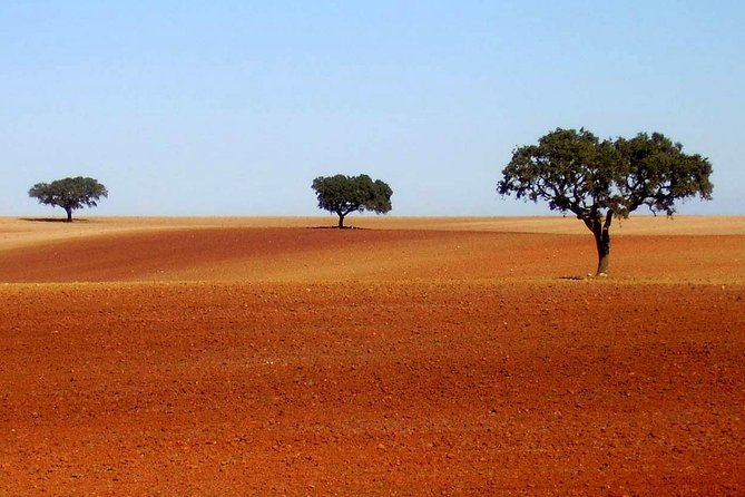 Evora & Alentejo Wines: A Journey Through History and Flavors - Price and Logistics: what you’re paying for (and what you’re not)