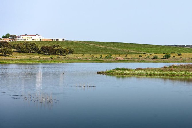 Evora Private Personalized Experience from Lisbon - Herdade do Esporão Wine Cellar Tasting: What You’re Really Paying For