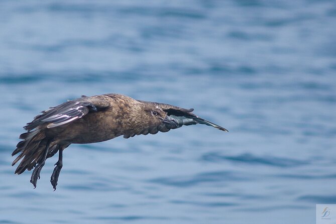 Feathers & Scales - Comfort on a Fast Boat: The Part You Should Not Ignore