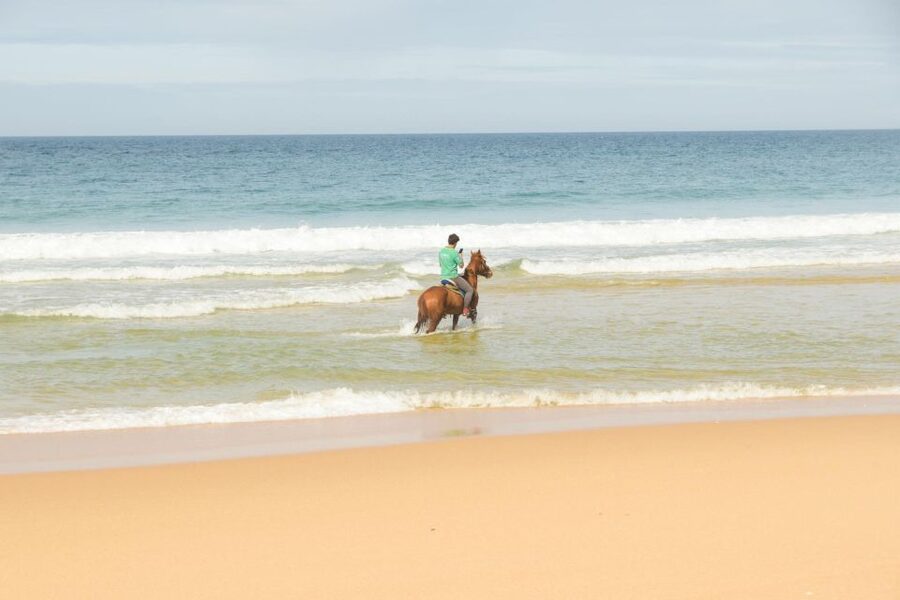 From Lisbon: Horseback Riding on Comporta Beach - Meeting the horses: Lusitano options and easy handling for first-timers