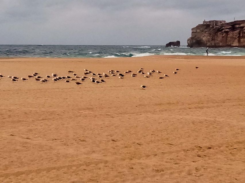 From Lisbon: Nazare and Sintra Private Tour - What to bring (and what to skip) for a smooth day