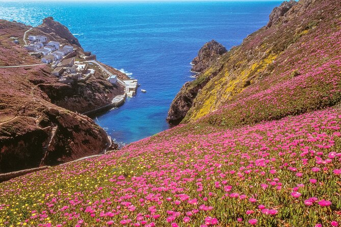 from Lisbon: Private Full Day Tour to Berlengas Island - Berlenga Grande (UNESCO Biosphere Reserve): How to Use Your 3 Hours