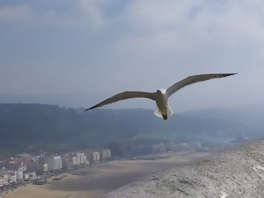 From Lisbon: Private Óbidos and Nazaré Tour - Guides Who Adjust to You (Not Just the Itinerary)