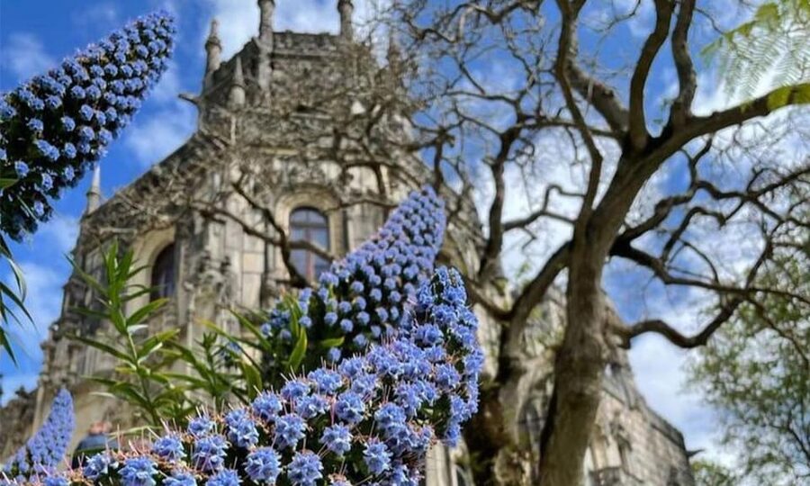From Lisbon: Sintra, Pena Palace and Regaleira Day Trip - Group size and guide style: why it feels personal