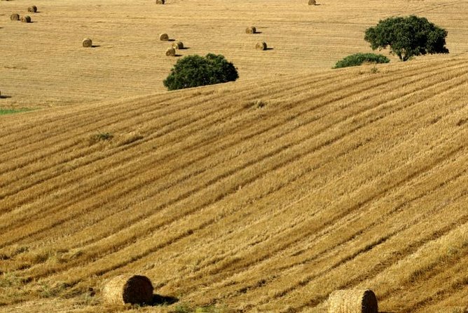 From Lisbon to Alentejo: Évora and Megaliths Full-Day Group Tour - Lisbon to Alentejo: what the 9:00 start feels like