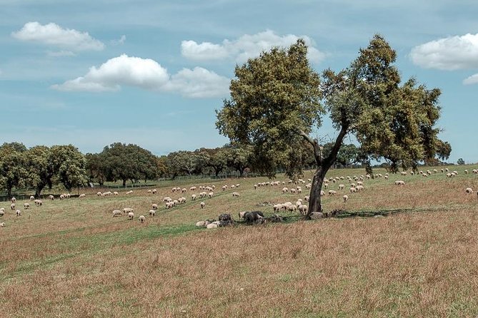 From Lisbon to Alentejo: Évora and Megaliths Full-Day Group Tour - Almendres Cromlech and the summer solstice menhirs