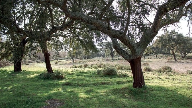 From Lisbon to Alentejo: Évora and Megaliths Full-Day Tour - Almendres Cromlech: menhirs, solstice alignment, and reading the stone circle