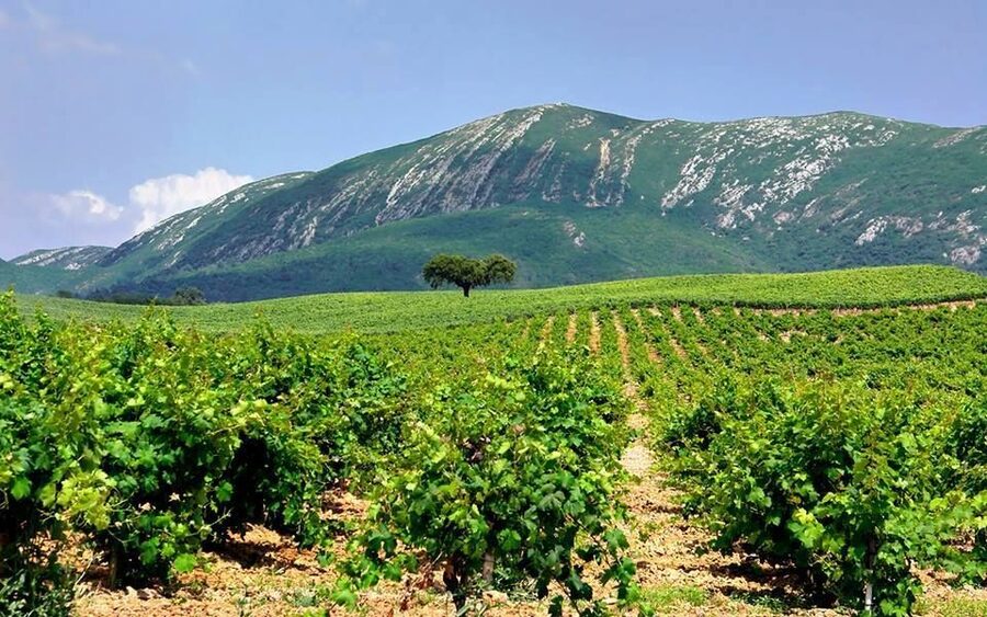 Full Day Private Wine Tour in Arrabida - Lunch, water, and what to pack