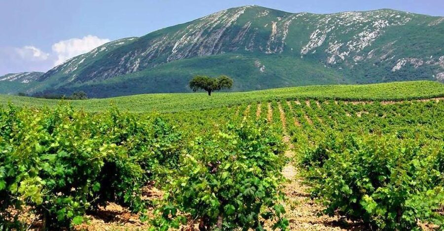 Full Day Private Wine Tour in Arrabida - The José Maria da Fonseca option: nice add-on, but plan for extra cost