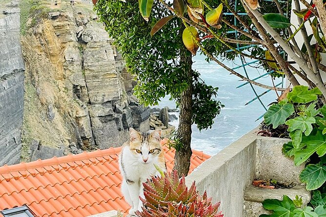 Half-Day Tour in Cascais / Sintra with Brunch and Wine Tasting - Colares: the sand-soil wine region preview before the tasting
