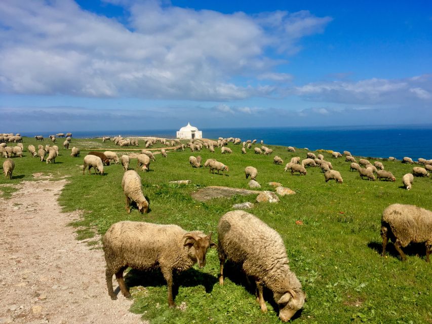 Hiking Tour Along the West Coastline - What you’ll learn along the way: vegetation, birds, cetaceans, fossils
