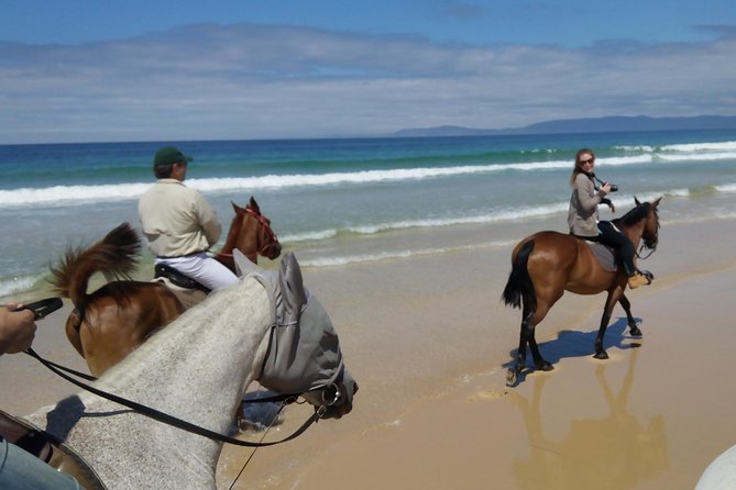 Horse Riding Tour on the Beach Lisbon region - Guide Paulo and the horses: why this tour gets high marks