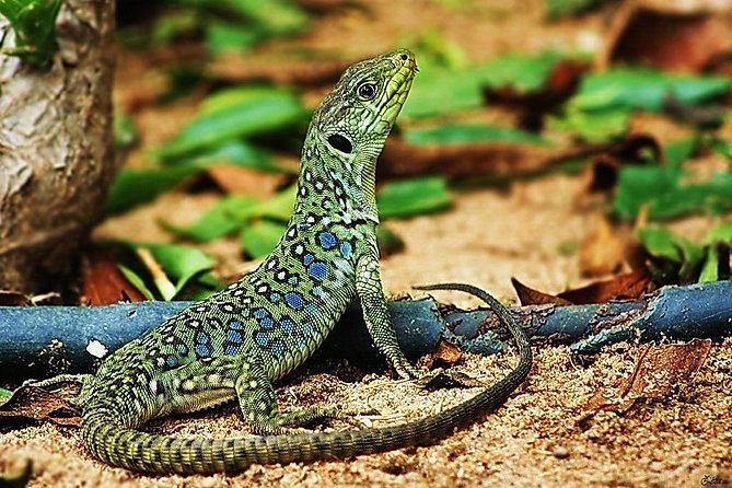 Jurassic Hiking tour to footprints of dinosaur in Espichel Cape - Time, Transport, and the Pace You Should Expect