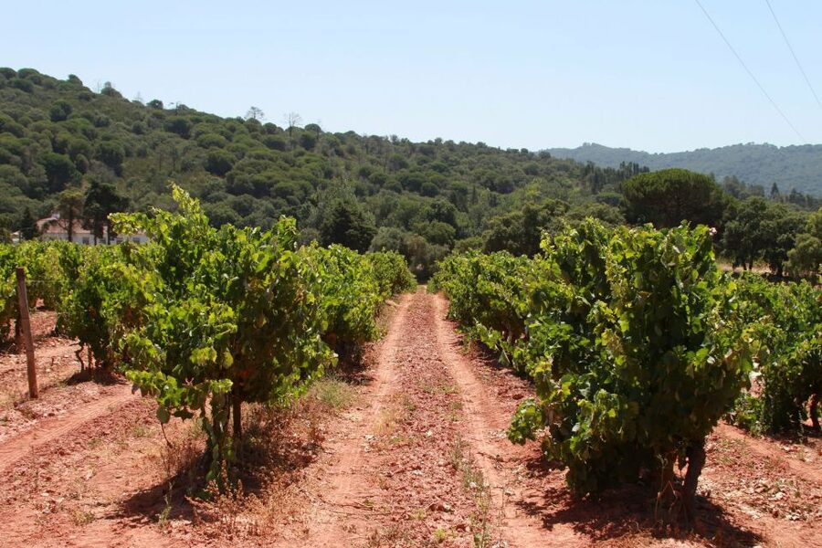 Lisbon: Arrábida and Sesimbra Day Trip with Wine - Who Should Book (and Who Might Skip)