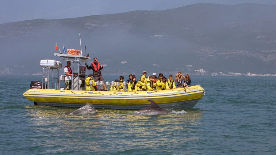 Lisbon: Arrábida Natural Park Dolphin Watching Boat Tour - Key things I’d circle before you book