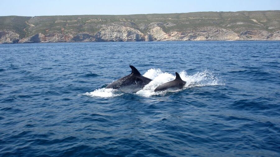 Lisbon: Arrábida Natural Park Dolphin Watching Boat Tour - Tips to make your dolphin day smoother