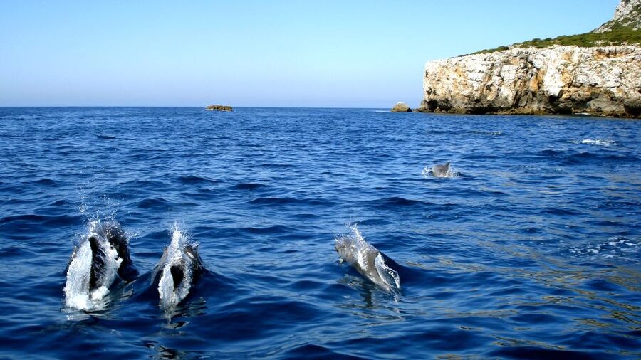 Lisbon: Arrábida Natural Park Dolphin Watching Boat Tour - Arrábida’s dolphin waters: why this boat ride works
