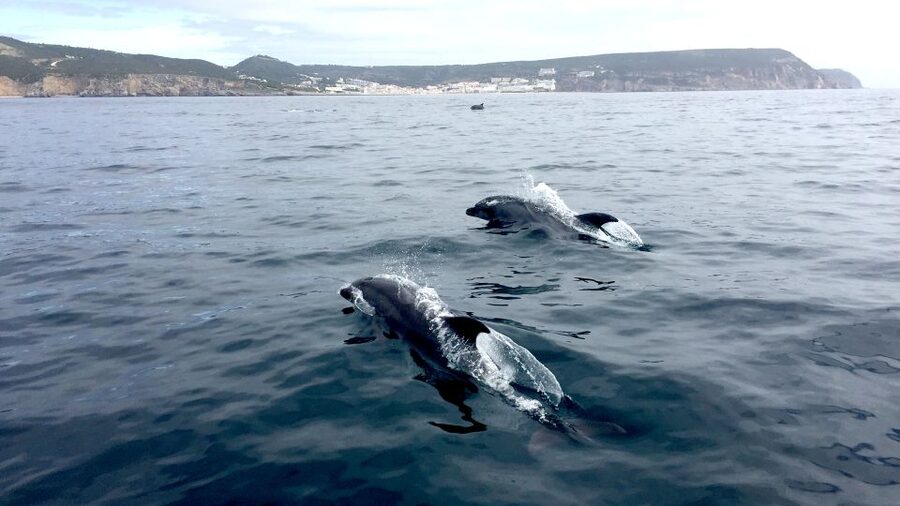 Lisbon: Arrábida Natural Park Dolphin Watching Boat Tour - Spotting dolphins the right way: chances, patience, and what you can control