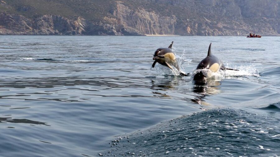 Lisbon: Arrábida Natural Park Dolphin Watching Boat Tour - Coastal stops and that pastry break you’ll actually remember