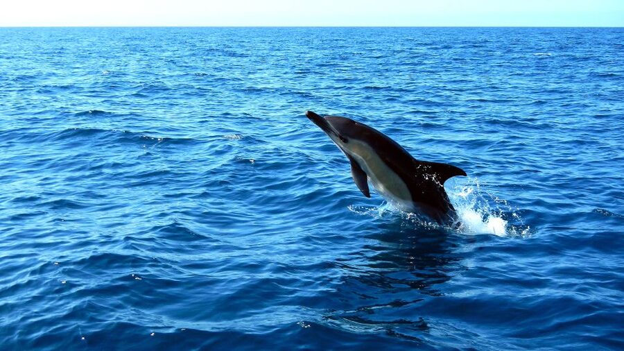 Lisbon: Arrábida Natural Park Dolphin Watching Boat Tour - Who should book this dolphin watching tour
