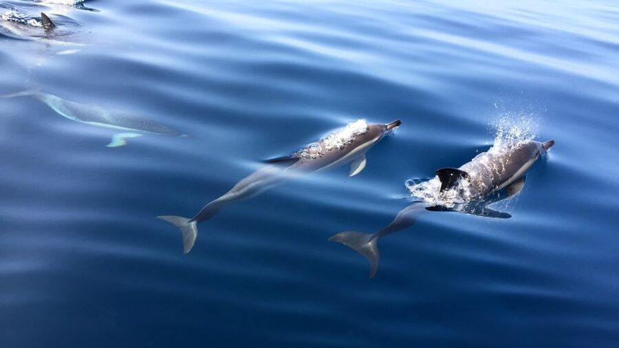 Lisbon: Arrábida Natural Park Dolphin Watching Boat Tour - Price and value: is $58 per person worth it?