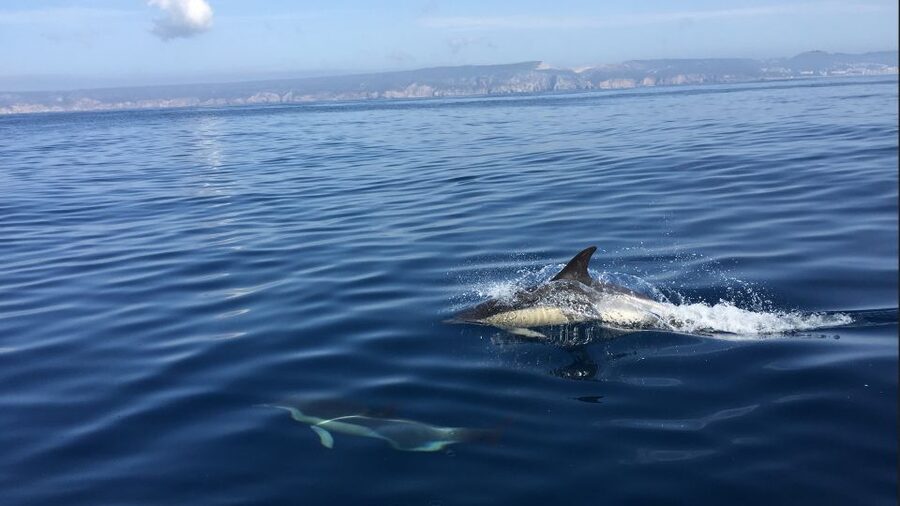 Lisbon: Arrábida Natural Park Dolphin Watching Boat Tour - Getting to Sesimbra and what your timing looks like