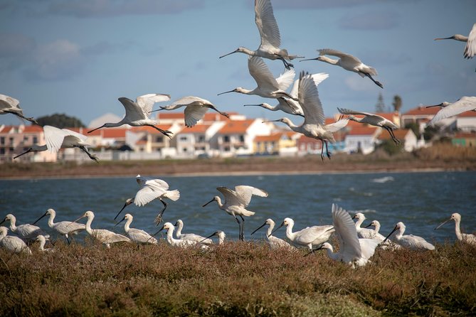 Lisbon : Birdwatching Boat Tour - Tagus Estuary - Key highlights I’d circle before you book