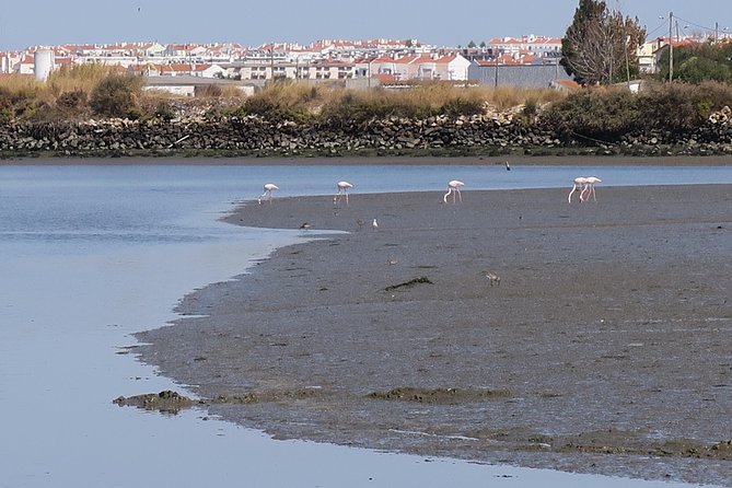 Lisbon : Birdwatching Boat Tour - Tagus Estuary - Why the Tagus Estuary bird tour works so well from Lisbon