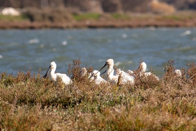 Lisbon : Birdwatching Boat Tour - Tagus Estuary - Praça do Comércio stop: what you get in 5 minutes