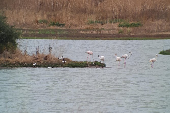 Lisbon : Birdwatching Boat Tour - Tagus Estuary - Tagus Estuary facts that make the bird sightings make sense