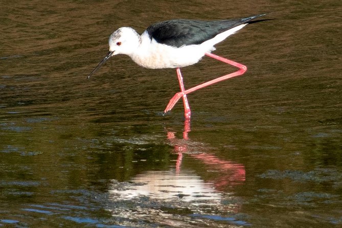 Lisbon : Birdwatching Boat Tour - Tagus Estuary - Drinks aboard: welcome Muscat and what that adds to the mood