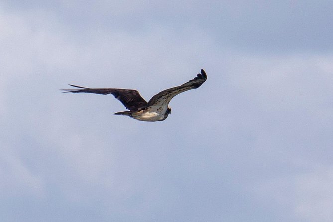 Lisbon : Birdwatching Boat Tour - Tagus Estuary - Price and value: what $60.01 really buys you