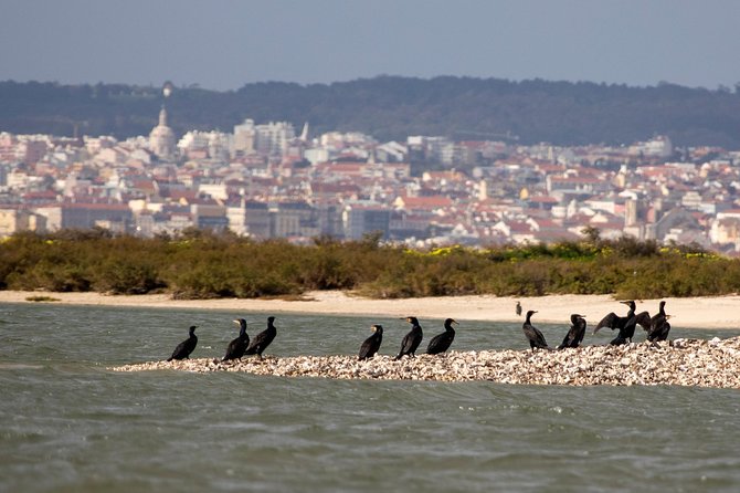 Lisbon : Birdwatching Boat Tour - Tagus Estuary - The boat ride: gear, safety habits, and why it feels calmer than you expect