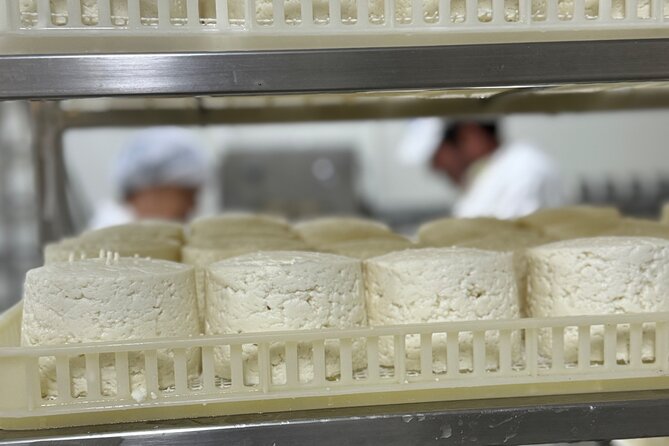 Lisbon Cheese Factory Visit, Wine Tasting and Tile Painting Tour - Winery Stop: Four Wines and Four Cheeses That Feel Like a Lesson