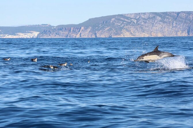 Lisbon Dolphin Watching Ocean Safari - Key highlights to know before you go