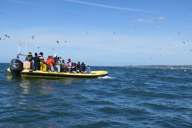 Lisbon Dolphin Watching Ocean Safari - From Doca Alcântara to the Atlantic: what the 2.5-hour flow really feels like