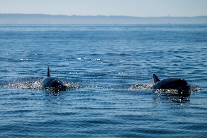 Lisbon Dolphin Watching Ocean Safari - How the crew boosts your odds when dolphins are on the move