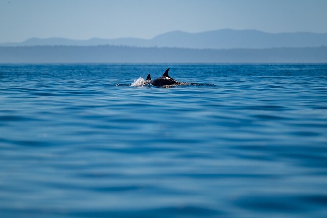 Lisbon Dolphin Watching Ocean Safari - The marine biologist experience: what you actually learn in plain language