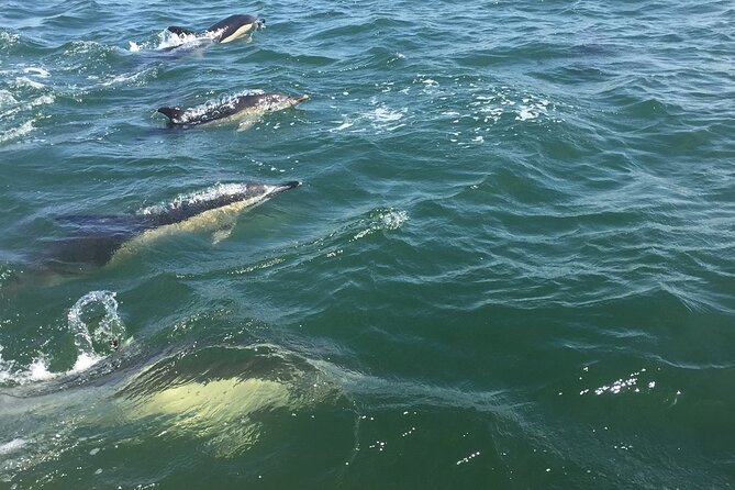 Lisbon Dolphin Watching Ocean Safari - What to bring (so you’re comfortable instead of grumpy)