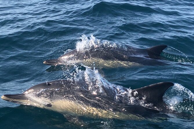 Lisbon Dolphin Watching Ocean Safari - Price and value: is $72.08 a fair deal for this kind of access?