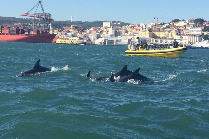 Lisbon Dolphin Watching Ocean Safari - Booking timing and the meaning of a 16-person max