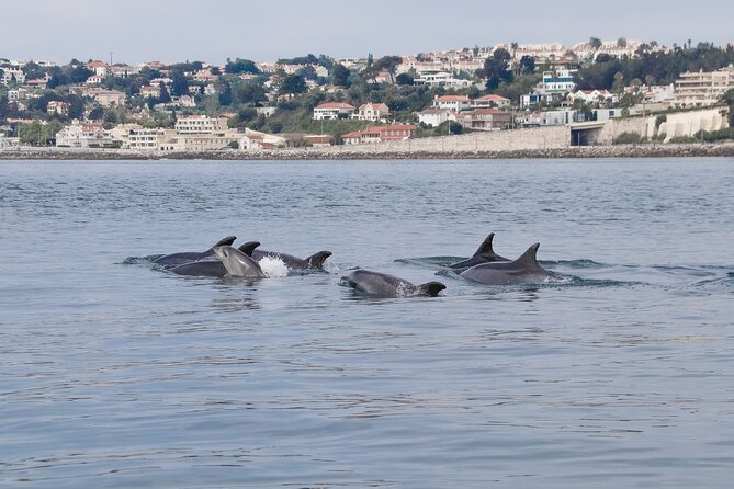 Lisbon: Dolphin Watching with a Marine Biologist - Ocean Safari - Leaving Alcântara: Getting oriented at Doca de Santo Amaro