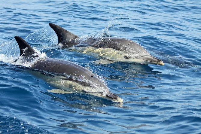 Lisbon: Dolphin Watching with a Marine Biologist - Ocean Safari - The fast RIB (8.5m) ride: what comfort feels like