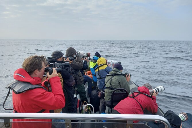 Lisbon: Dolphin Watching with a Marine Biologist - Ocean Safari - Stop 1: Doca de Santo Amaro and the first wildlife scan