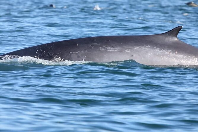 Lisbon: Dolphin Watching with a Marine Biologist - Ocean Safari - Stop 2: Farol do Bugio and the search pattern
