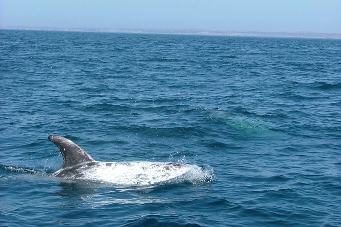 Lisbon: Dolphin Watching with a Marine Biologist - Ocean Safari - Marine biologist onboard: what you actually learn