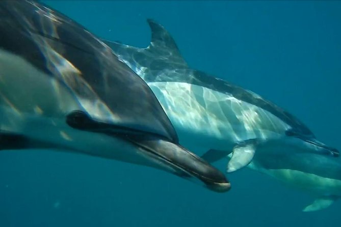 Lisbon: Dolphin Watching with a Marine Biologist - Ocean Safari - Price and logistics that actually affect your day