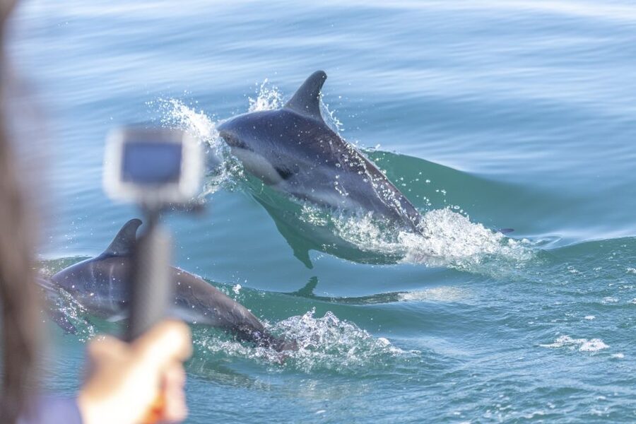 Lisbon: Dolphin Watching with Marine Biologist - Key things to know before you go